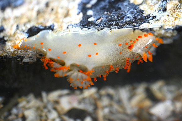 Modest Clown Dorid 2