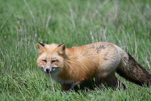 Red Fox 2