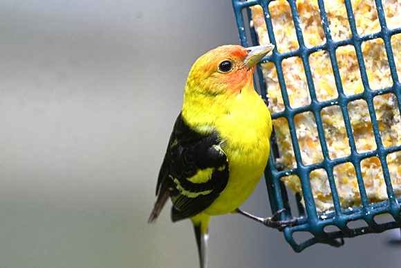 W. tanager 77