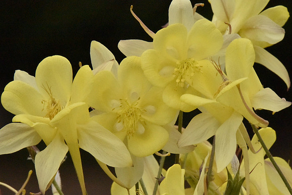 Yellow Columbine