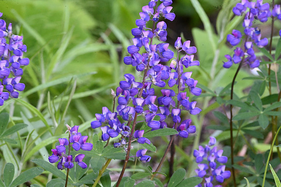 Lupine