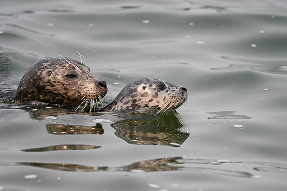 Harbor Seals