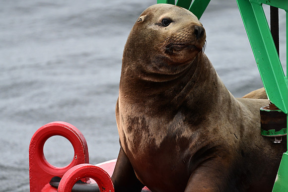Stellar Sea Lion
