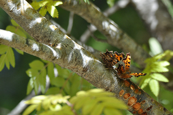 Green Comma
