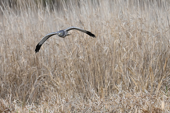 Male Northern Harrier