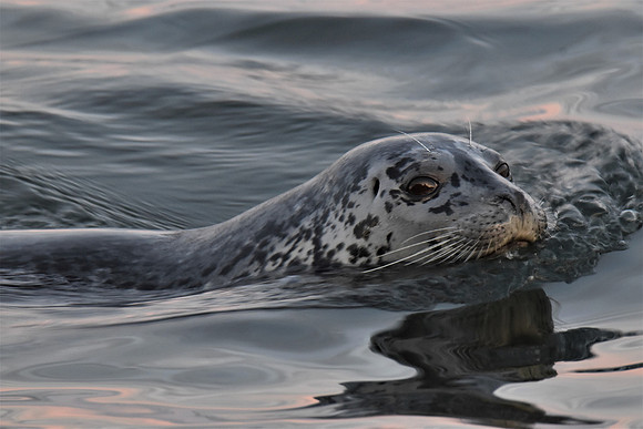 11-29-2020 seal 101 AA