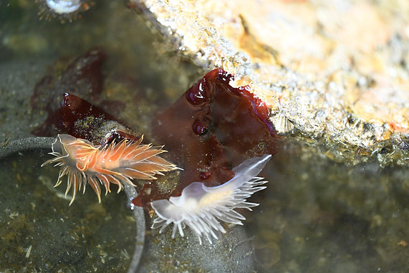 Frosted Nudibranch