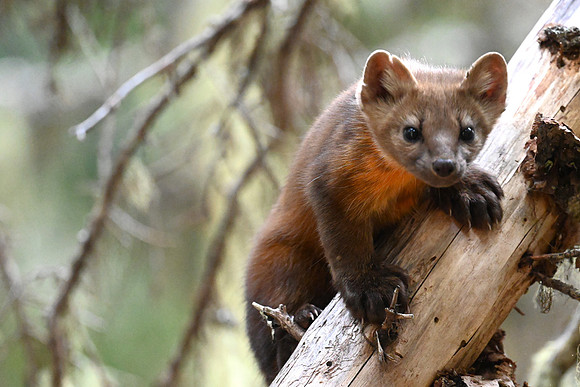 Pine Marten 6