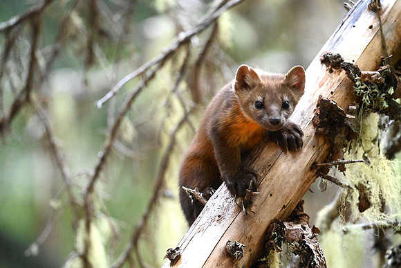 Pine Marten EW 2