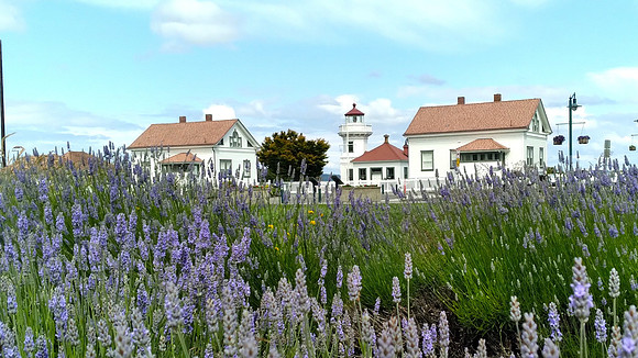 Lavender MLH EW 5