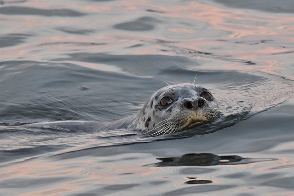 11-29-2020 seal 094