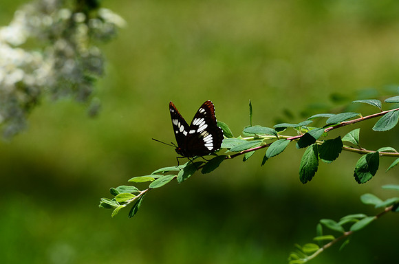 Lorquin's Admiral