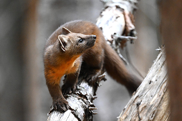Pine Marten 9048