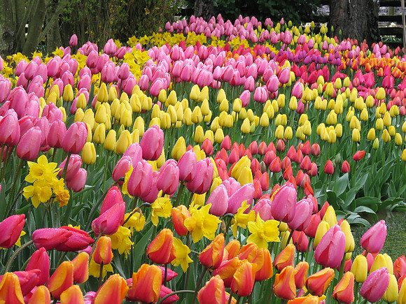 Tulip 0505