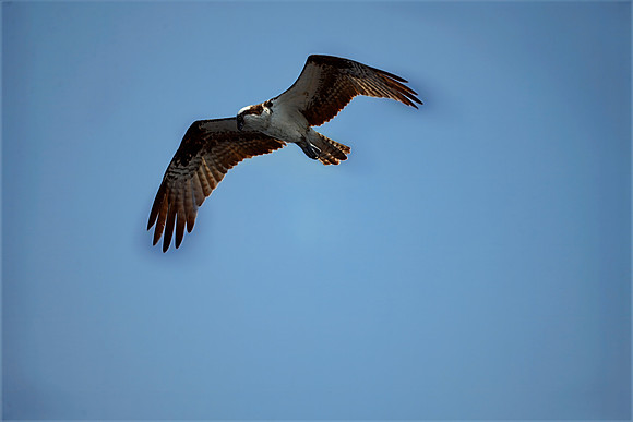 Osprey 2DSC_7191-