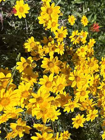 Arnica