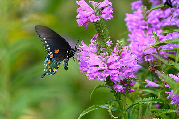 Spicebush 2