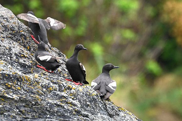 Pigeon Guillemots 3