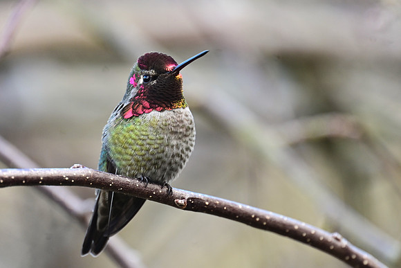 Anna's Hummingbird EW2