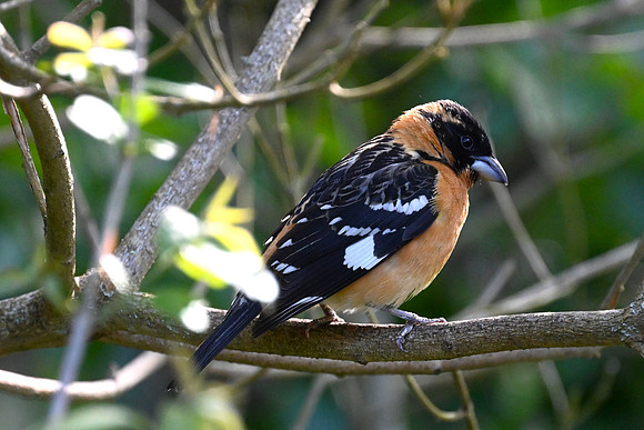 Adult breeding male- Black-headed Grosbeak