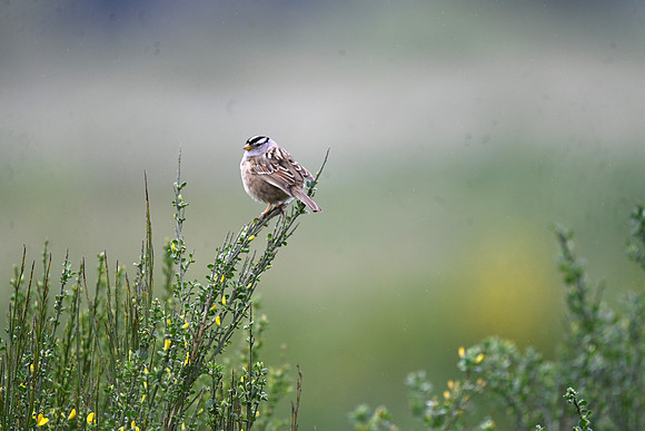 White-crowned Sparrow