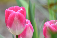 4-26-2020 M 440 Tulips