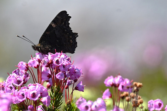California Tortoiseshell on Mt. Heather