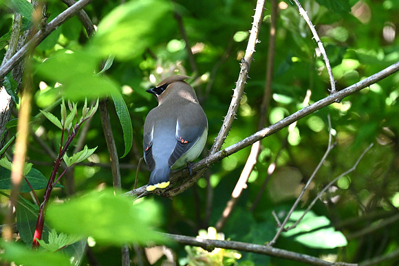 In the Thicket of Things