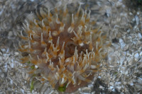 Stubby Rose Anemone