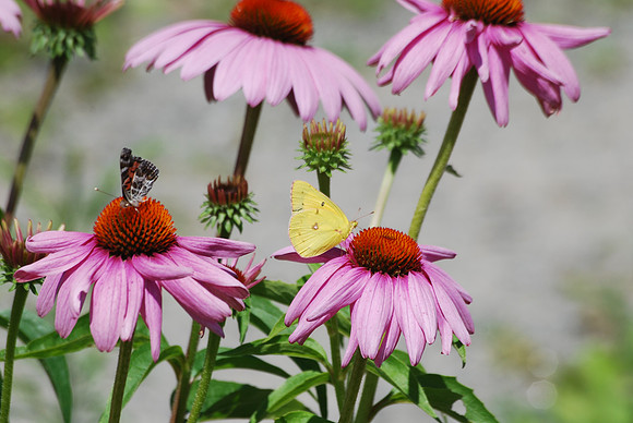 Am Lady & Orange Sulphur