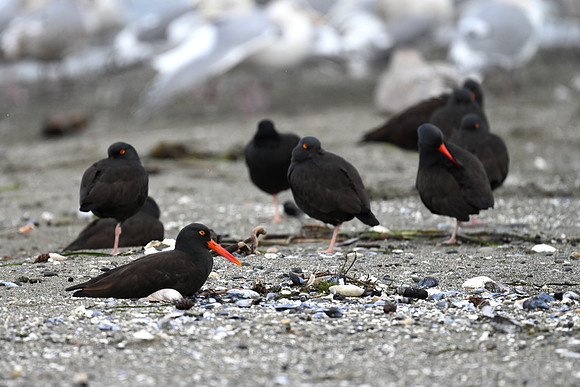 Black Oystercatchers