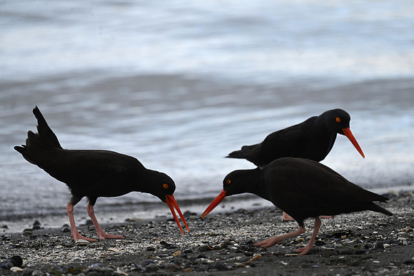 Black Oystercatchers 2