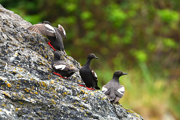 Pigeon Guillemots 5-topaz-sharpen-upscale-2x-denoise-color