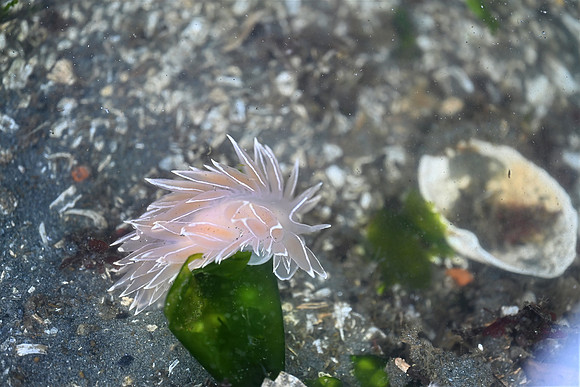 Frosted Nudibranch 2