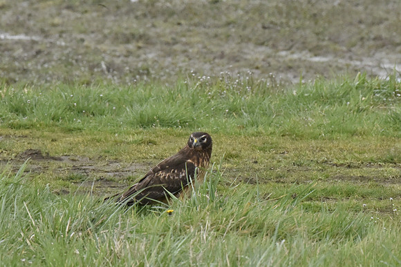 Female Northern Harrier 22