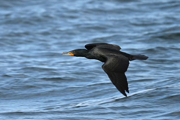 Glide of a Double-crested cormorant