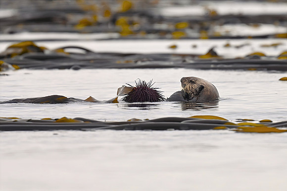 Sea otter eating a Sea Urchin-8