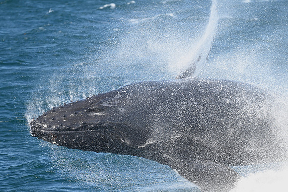 Humpback breach