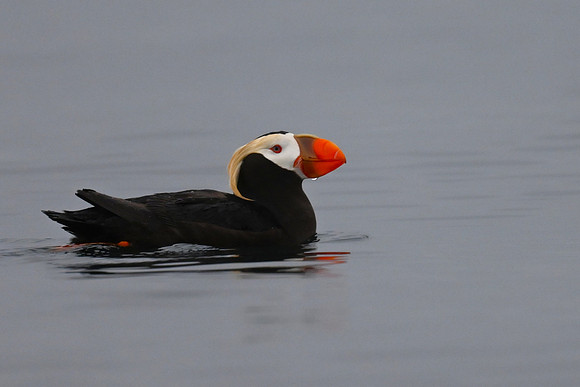 Tufted Puffin - Note card