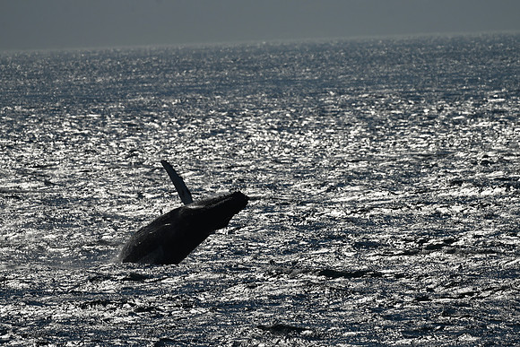 Humpback 2