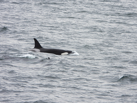 orca 4
