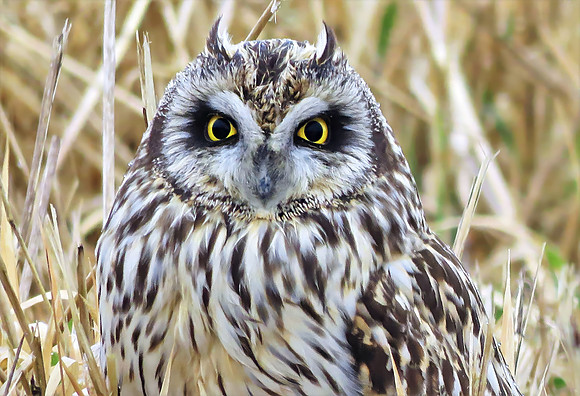Short-eared owl close-up