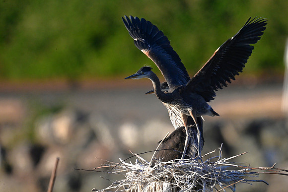 Winging