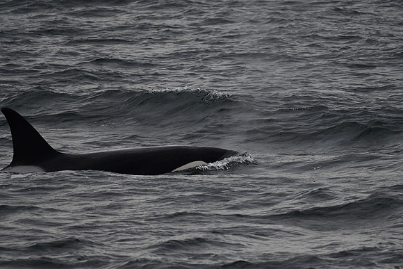 orca 5