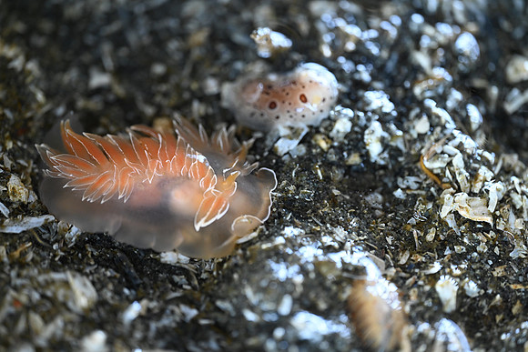 White-line Dirona