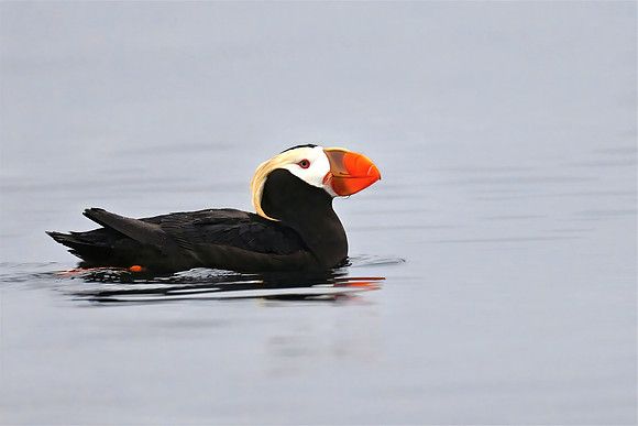 Tufted Puffin - Note card-