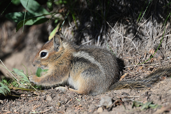 Baby Golden-mantled ground Squirrel