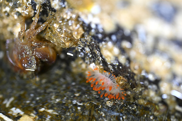 Clown dorid and Hermit Crab