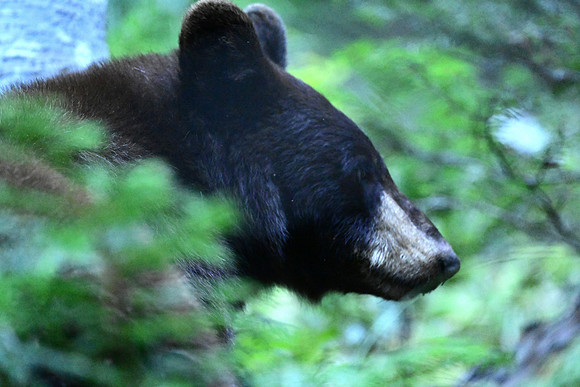 Black Bear