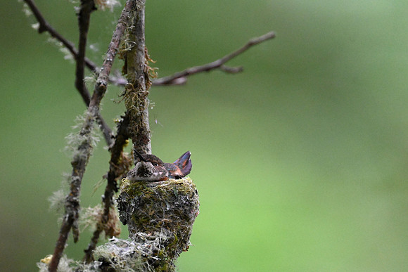 Rufous Hummingbird 3